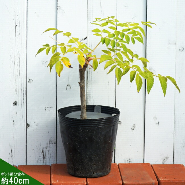タラの芽 苗 トゲナシタラ タラの木 ポット苗 : 苗木部 花ひろば