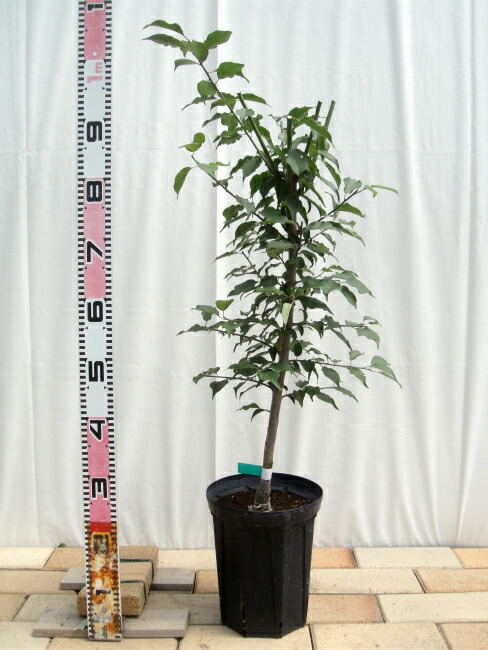 梅の苗木 翠香 実梅 うめ 2年生接木苗 スリット鉢植え 限定販売