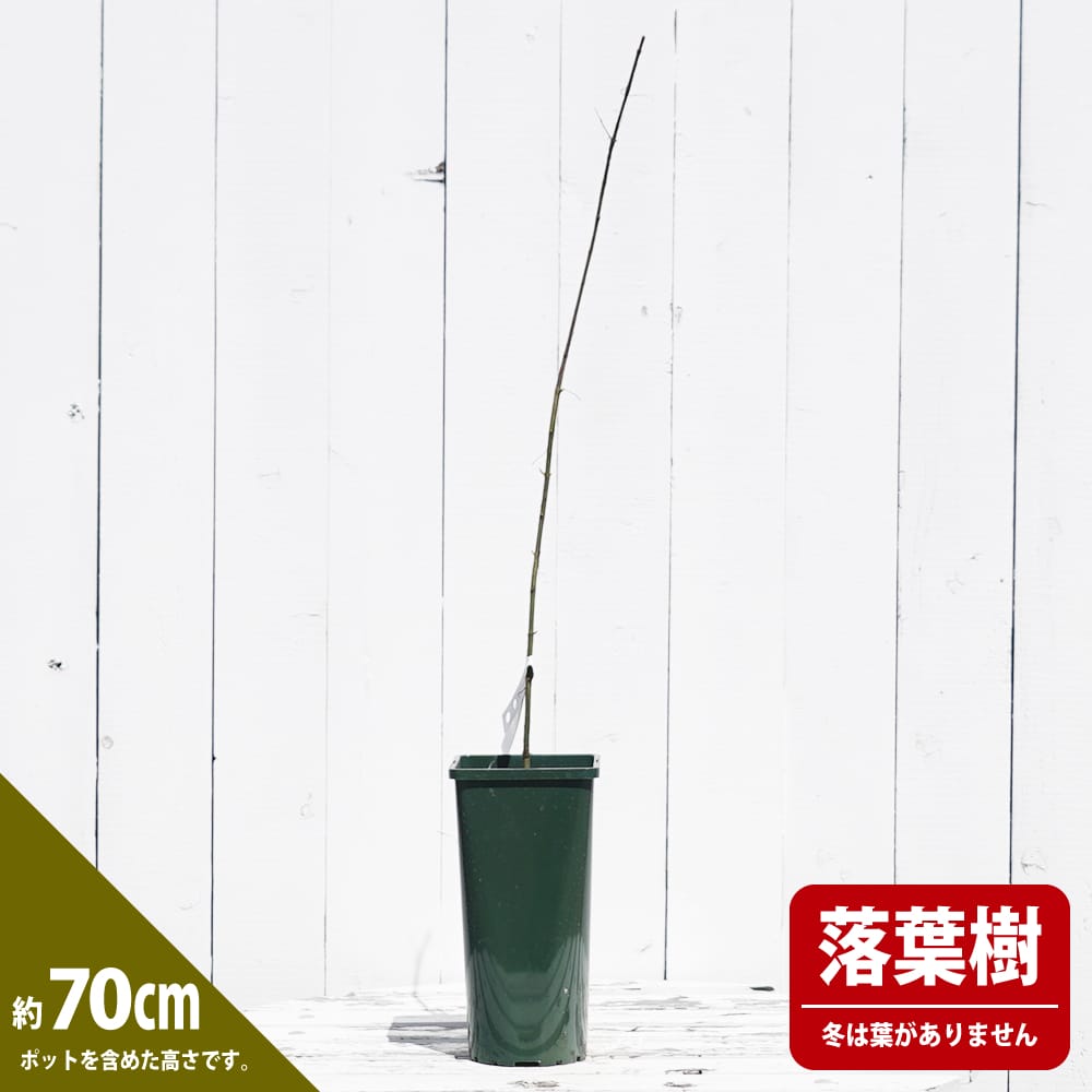 ザクロ モヤールデエルチェ 1年生 挿し木苗 4号角鉢植え : 苗木