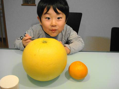 晩白柚 苗 ザボン 3年生接木大苗 産地で剪定済 1.0m苗 : 苗木部 花