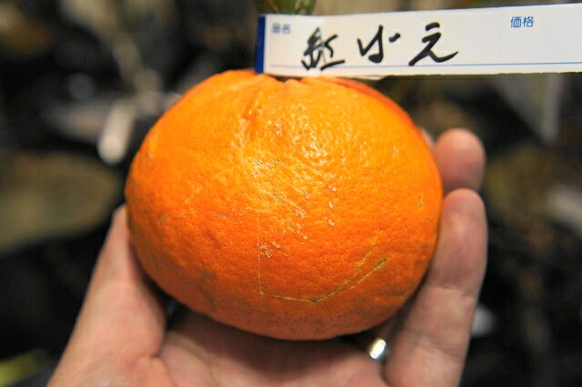 みかん 苗木 べにばえ 1年生接木苗 登録品種・品種登録 爆買 : 苗木部