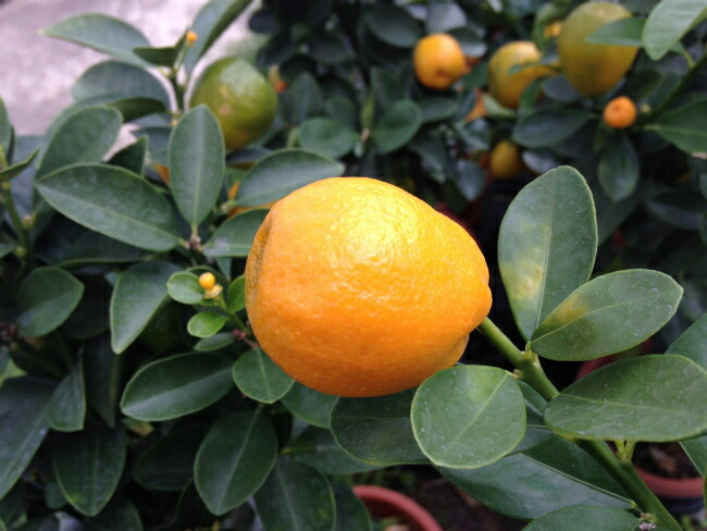 大実金柑 福寿 3年生 接ぎ木 大苗 産地で剪定済 1 0m苗 Kankitsu Kinkan Fukuju 3 苗木部 花ひろばオンライン 通販 Yahoo ショッピング