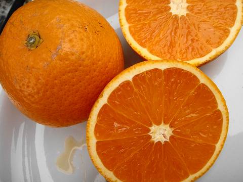 みかん 苗木 清見オレンジ 3年生接木大苗 産地で剪定済 1.1m苗木