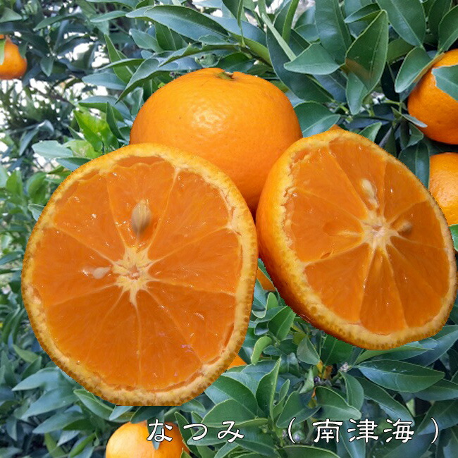南津海 （なつみ） みかん 3年生接木大苗 産地で剪定済 1.0m苗 : 苗木
