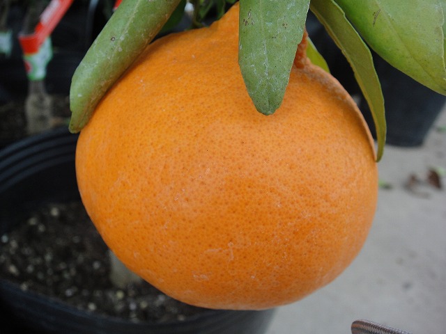 みかん 苗木 麗紅 オレンジ 3年生接木大苗 産地で剪定済 1.0m苗 登録