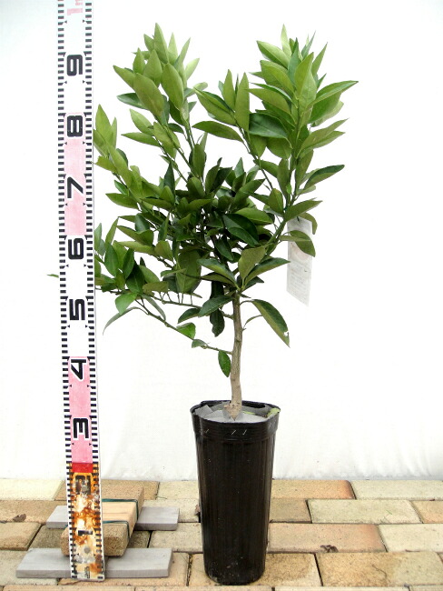 ブラッドオレンジ 苗木 タロッコ 2年生接木苗 爆買いweek : 苗木部 花