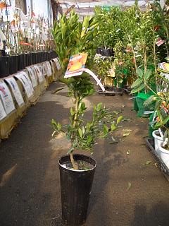 みかん 苗木 デコポン 不知火 2年生接木苗 爆買いweek : 苗木部 花
