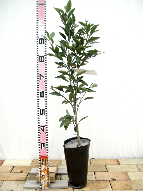 せとか みかん 2年生接木苗 登録品種・品種登録 : 苗木部 花ひろば