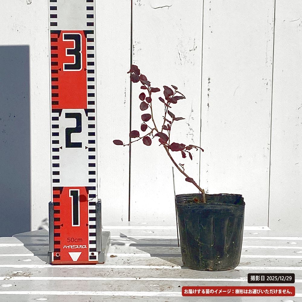 トキワマンサク 紅彩 (コウサイ) 3.5号ポット ハナヒロバリュー : 苗木