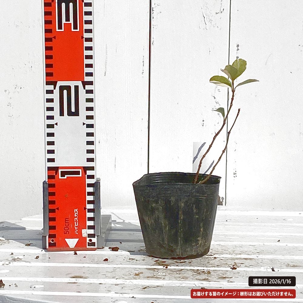 斑入り テイカカズラ 桃香 3.5号ポット苗 : 苗木部 花ひろばオンライン