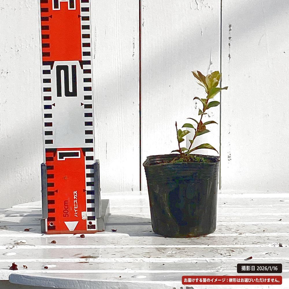 斑入り さざんか 3.5号ポット苗 挿し木 ハナヒロバリュー : 苗木部 花