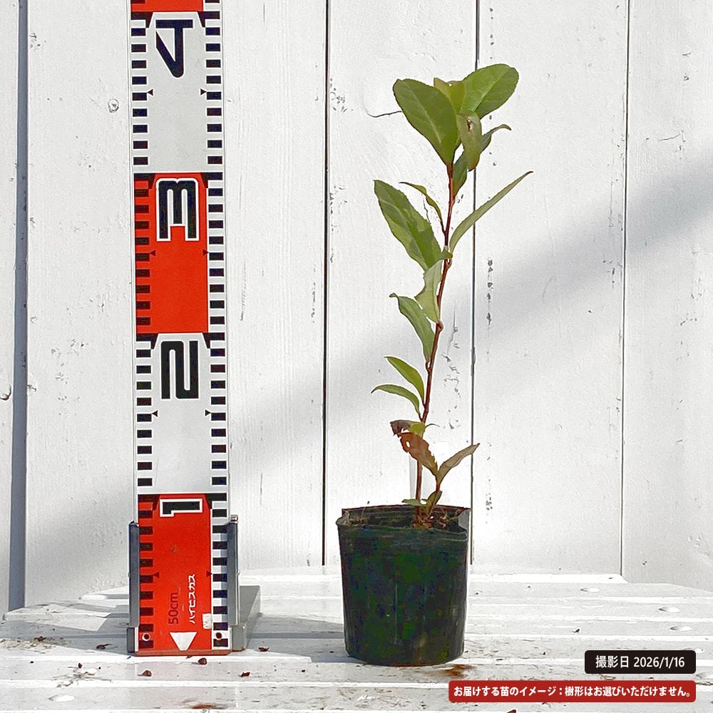 お茶の木 天白錦 3.5号ポット苗 挿し木 ハナヒロバリュー : 苗木部 花