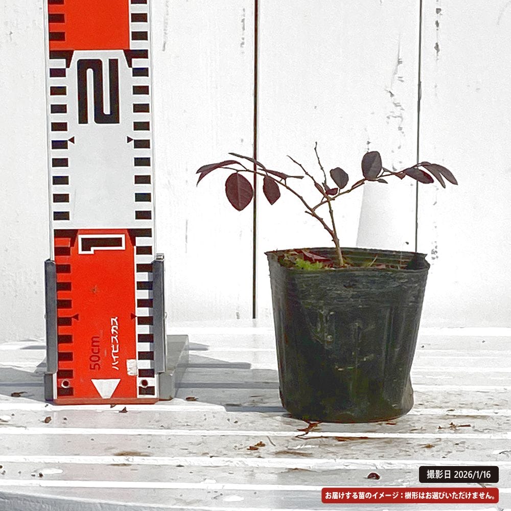 トキワマンサク 黒雲 3.5号ポット苗 挿し木 ハナヒロバリュー 爆買