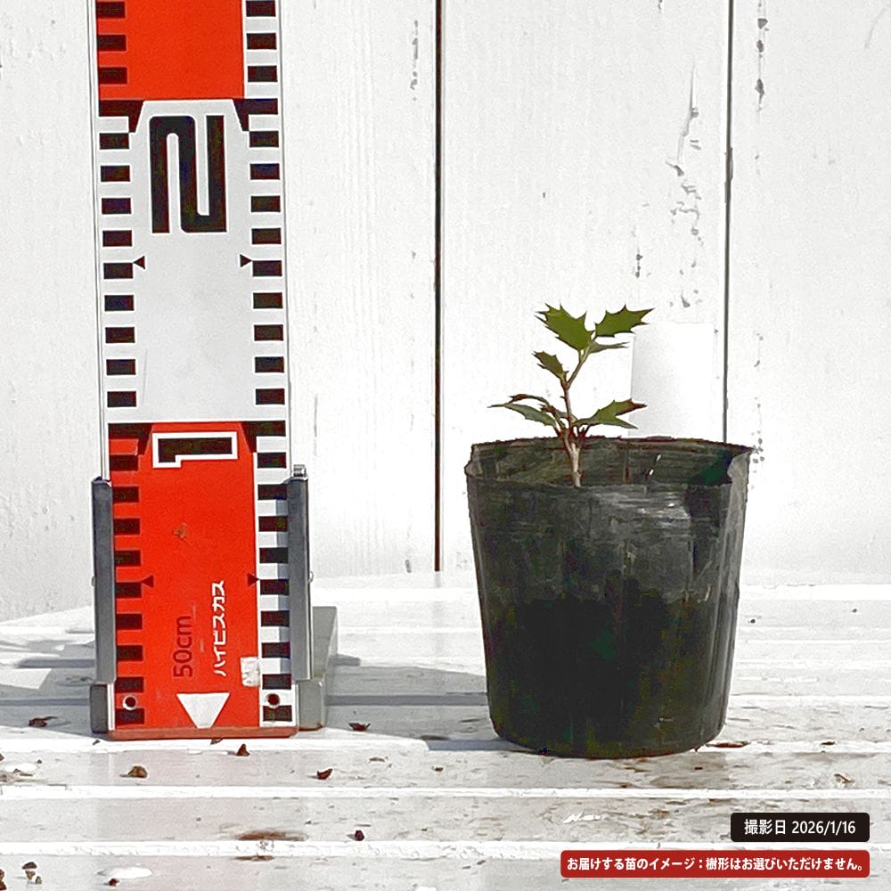 ヒメヒイラギ 紫艶 3.5号ポット苗 挿し木 ハナヒロバリュー 爆買