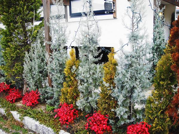 お多福南天 （オタフクナンテン） 根巻き苗 : 苗木部 花ひろば