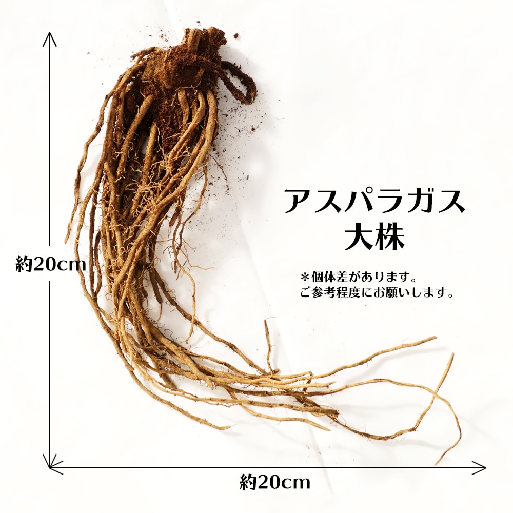 アスパラガス 大株 （植え付け時期10月中旬〜5月中旬まで） 予約