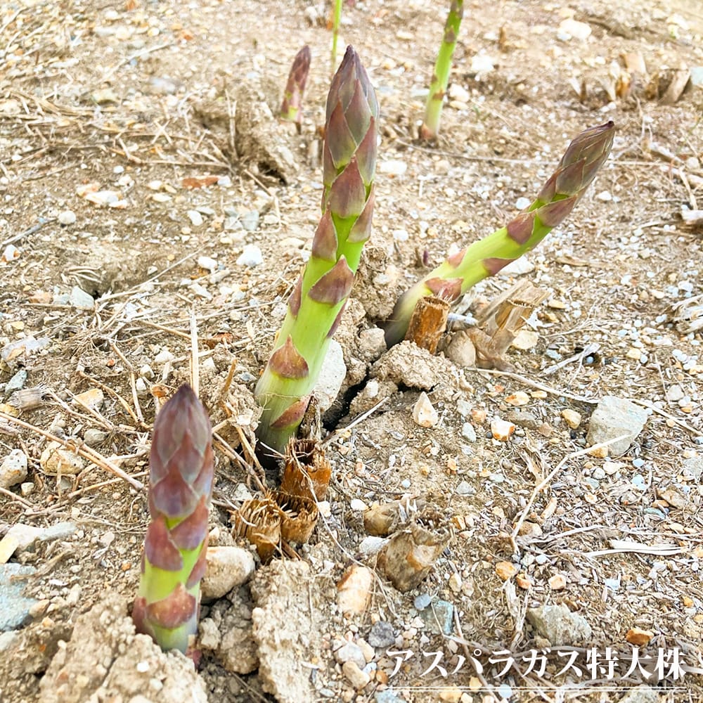 アスパラガス 特大株 グリーンアスパラガス （植え付け時期10月中旬〜5