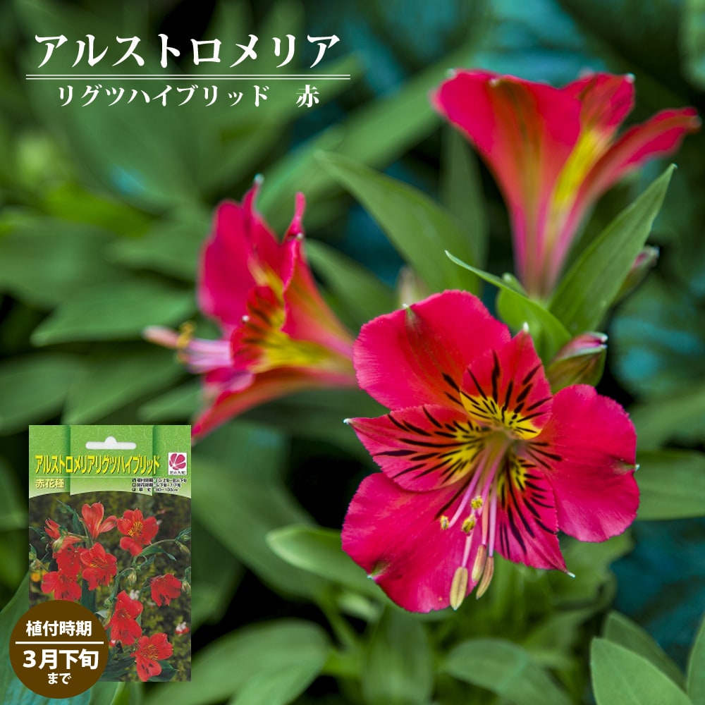 球根 アルストロメリア リグツハイブリッド 赤 1株入 植え付け時期3月下旬まで Alstroemeria Red 001 苗木部 花ひろばオンライン 通販 Yahoo ショッピング