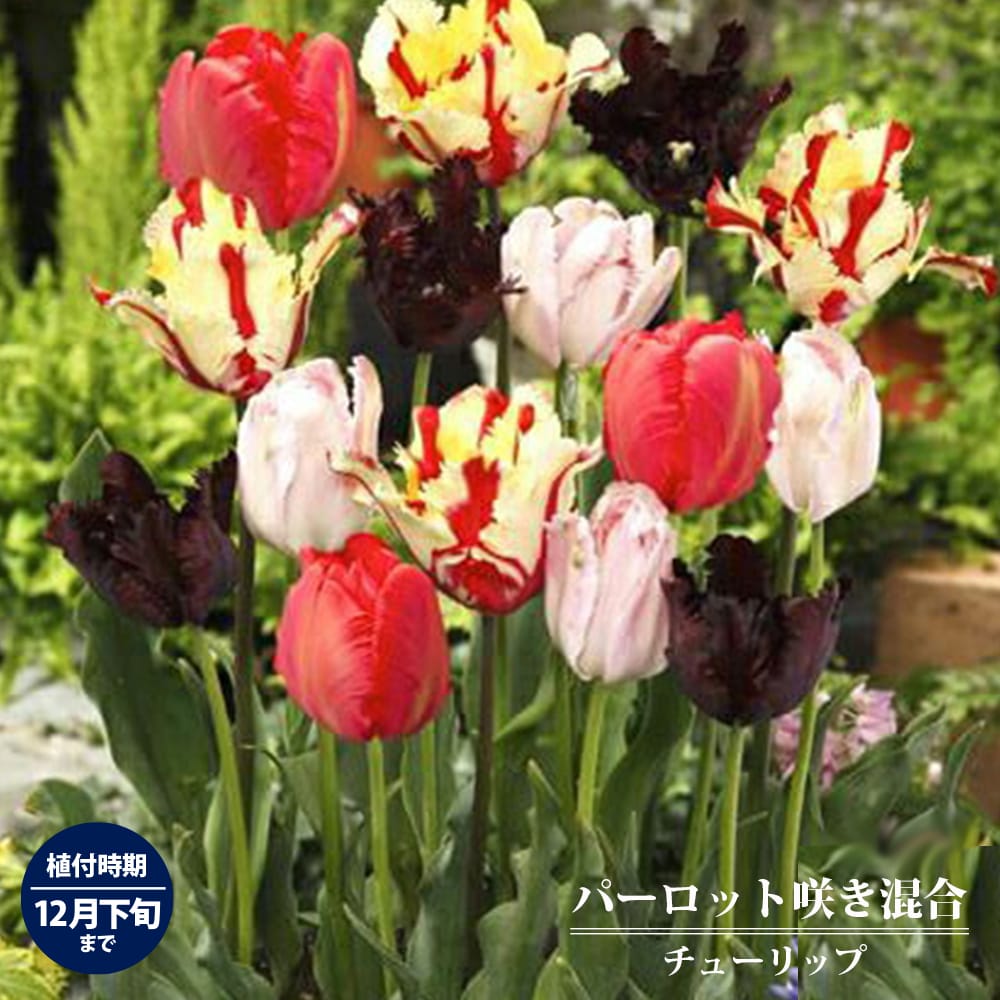 チューリップ パーロット咲き混合 球根 （5球入り） （植え付け時期12