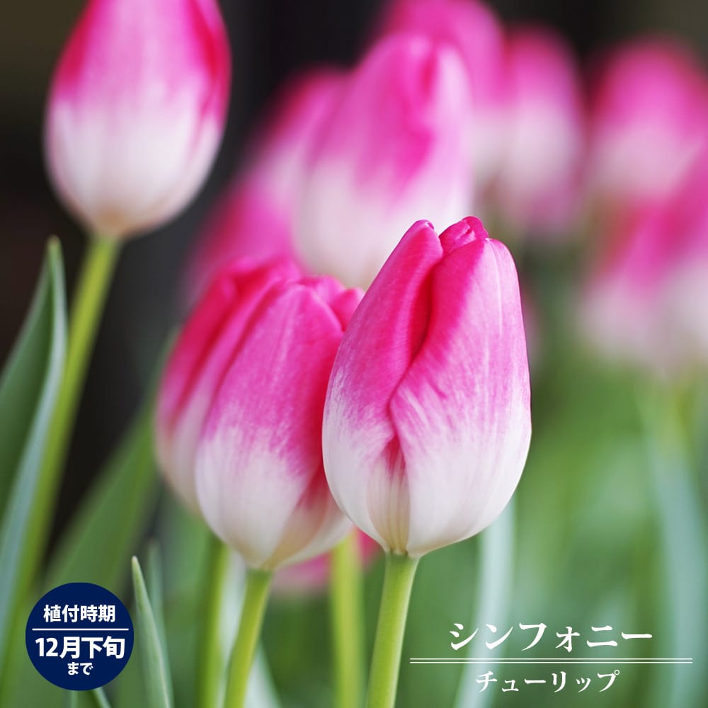 シンフォニー チューリップ 球根 （3球入り） （植え付け時期12月下旬