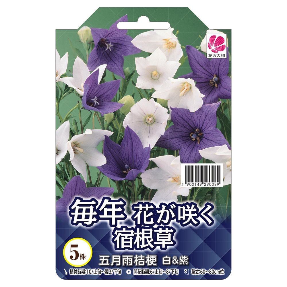 桔梗　紫　1球　(2年目球根) 球根 五月雨桔梗 白&紫 5株入 （植え付け時期2月下旬まで） : 苗木部