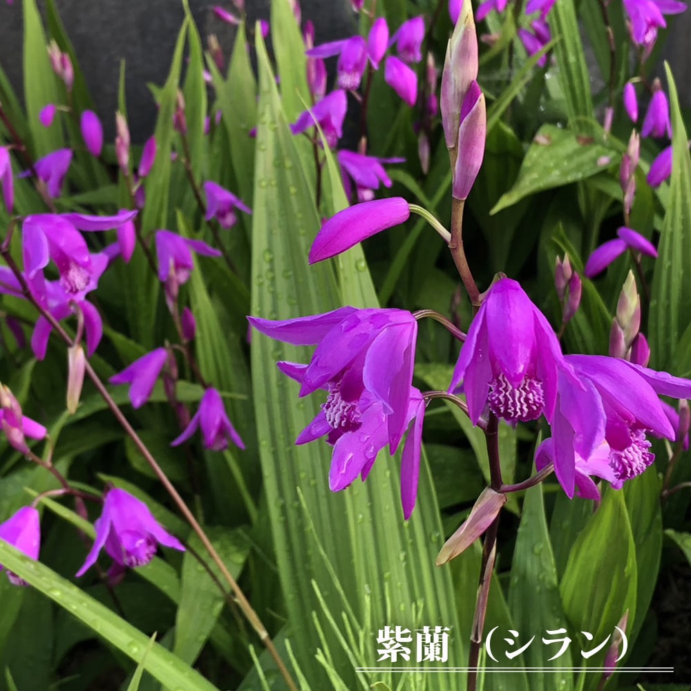 紫蘭 （シラン） 球根 (3株入) 爆買いweek : 苗木部 花ひろば