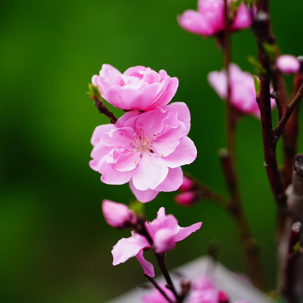 花芽付き 照手桃 花桃 （ピンク） 2年生 接ぎ木 ポット苗 観賞花木