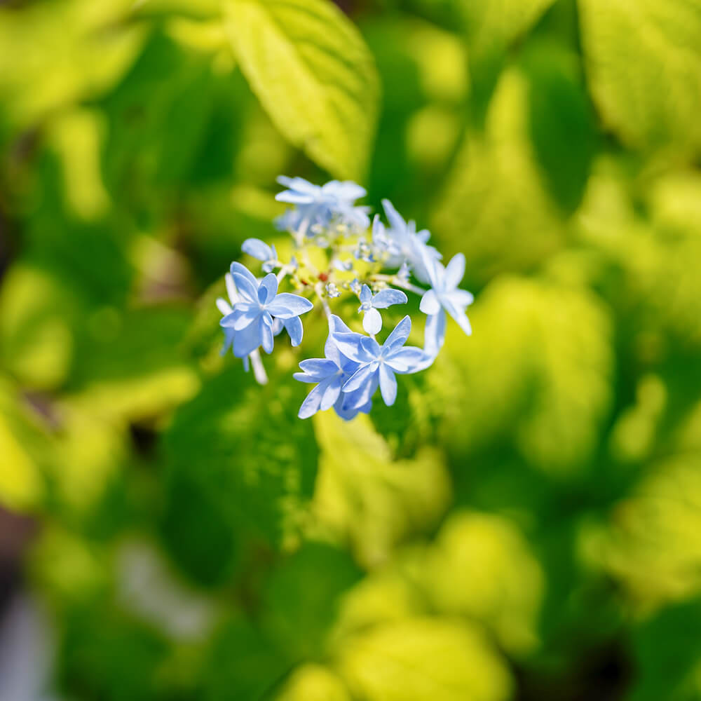 紫陽花 ヤマアジサイ 土佐のまほろば ポット苗 爆買いweek : 苗木部 花