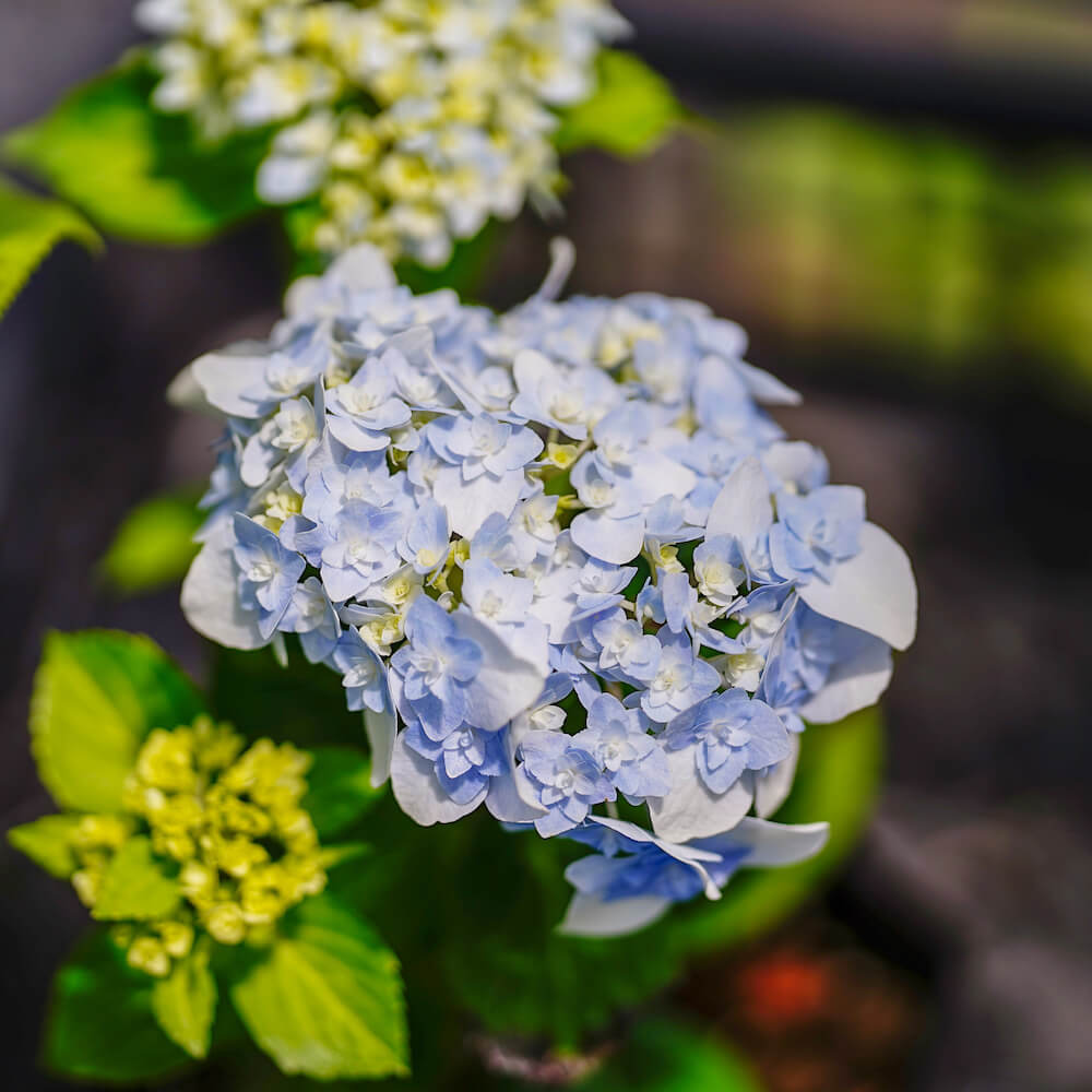 niwaki_hana01_a7r_2032.jpg