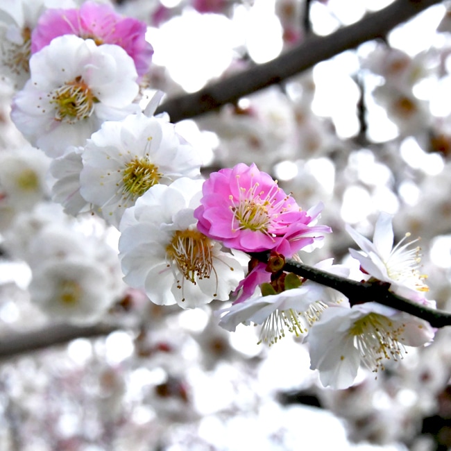 思いのまま 3色咲き分け 花梅 1年生接木苗 : 苗木部 花ひろば