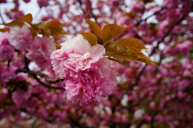 産地直送 啓翁桜 Sサイズ／山形 サンファームしらたかからお届け
