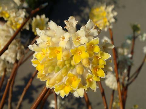 黄花中国大輪ミツマタ ポット苗 : niwaki-mitsumata-tairin : 苗木部