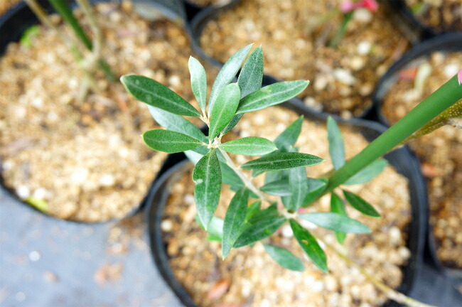 オリーブの木 アルベキナ 3年生苗 オリーブ 苗 苗木 : 苗木部 花ひろば