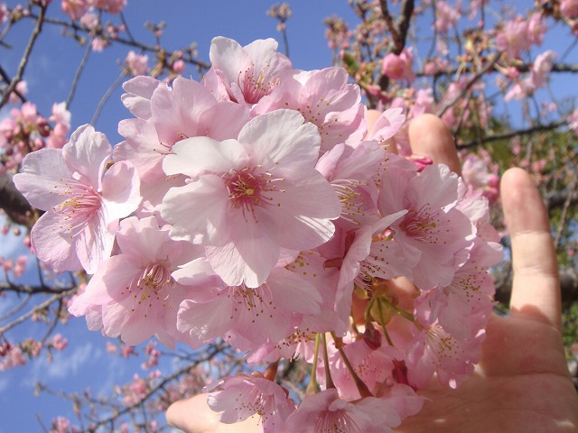 河津桜☆桜苗☆早春 河津桜・撮影会》早春を感じながら桜色を楽しもう♪【ミニ講評付