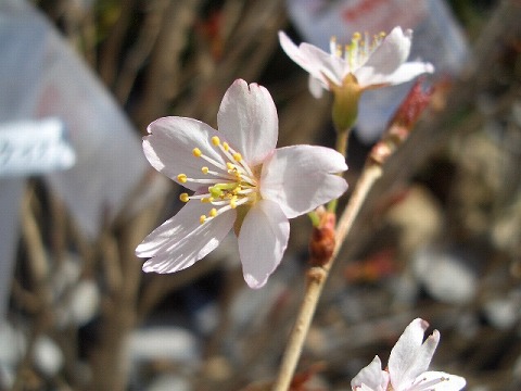 早咲きさくら 啓翁桜 （けいおうざくら） 1年生接木苗 : niwaki-sakura 