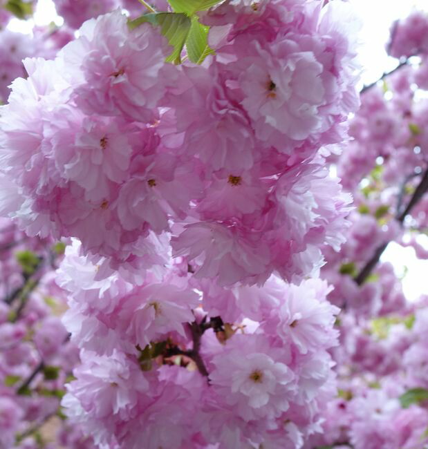八重桜 紅華 1年生 接ぎ木 苗 : niwaki-sakura-kouka : 苗木部 花 