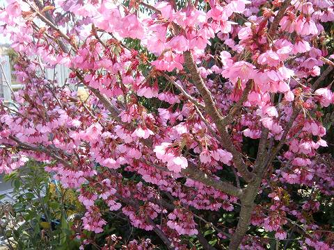 さくら 寒緋桜 (かんひざくら) 1年生接木苗 : 苗木部 花ひろば さくら 寒緋桜 (かんひざくら) 1年生接木苗 : 苗木部 花ひろば