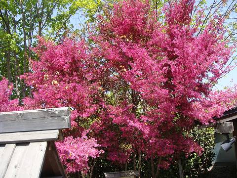 赤葉紅花トキワマンサク 生垣向け 1m苗 : 苗木部 花ひろば