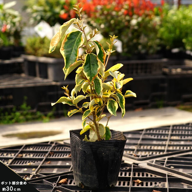 niwaki_shohin_2_gildeggi-p30.jpg