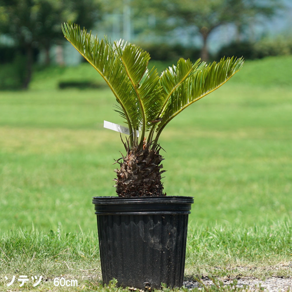 蘇鉄 (ソテツ) 60cm Good Style 苗 観葉植物 : niwaki-sotetsu22-2 
