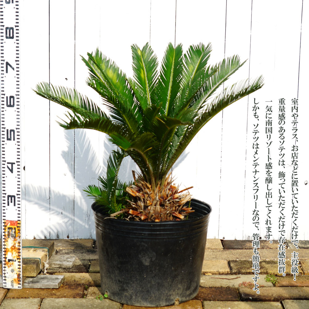 蘇鉄 (ソテツ) 70cm Good Style 大苗 観葉植物 : niwaki-sotetsu22