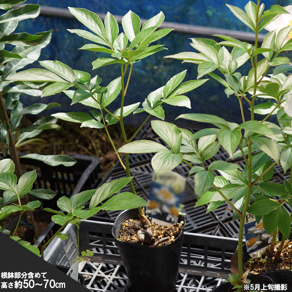 大鉢　化粧鉢　牡丹　芍薬　ぼたん　しゃくやく　直径約34センチ　約2センチ欠け有 牡丹・芍薬の肥料 200g【有機肥料製造メーカー】
