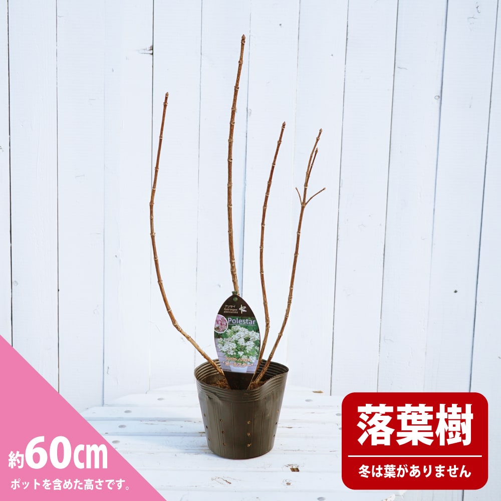 ポールスター ノリウツギ 5号ポット苗 : 苗木部 花ひろば