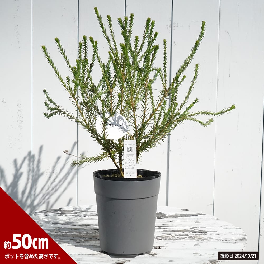 バンクシア ヒース 6号ポット苗 : niwa-banksia-ericifolia-01 : 苗木部 花ひろばオンライン - 通販 -  Yahoo!ショッピング