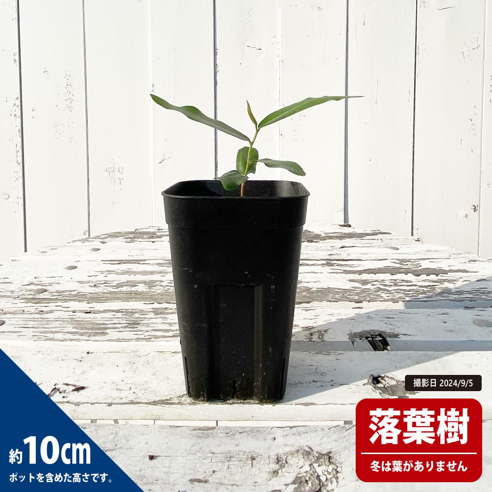 コーデックス ボトルツリー 実生 3号ポット苗 : 苗木部 花ひろば