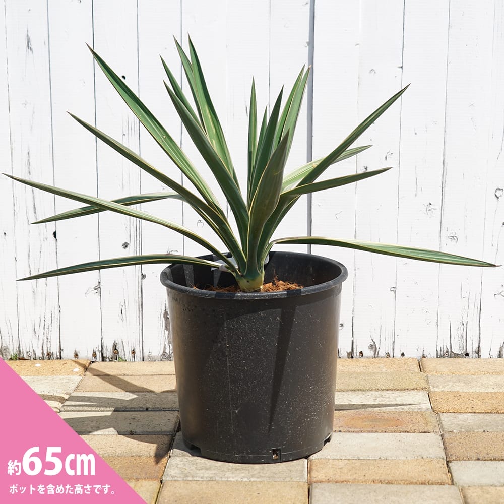 バリエガータ ユッカ グロリオサ ナーセリーポット大苗 耐寒性南欧風プランツ : niwaki-yucca-variegata02 : 苗木部  花ひろばオンライン - 通販 - Yahoo!ショッピング