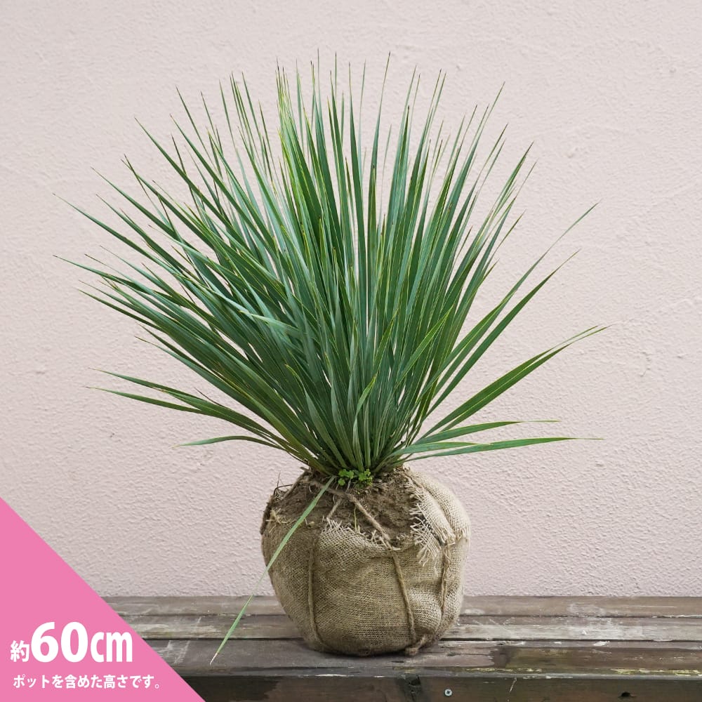 トンプソニアーナユッカ 根巻き大苗 耐寒性南欧風プランツ : niwaki-yucca-thompsoniana : 苗木部 花ひろばオンライン -  通販 - Yahoo!ショッピング