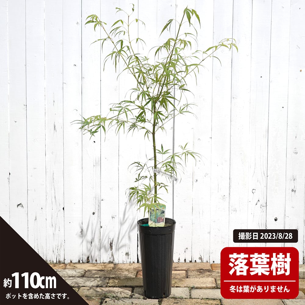 Ginkoi様 モミジ苗木　4本 Ginkoi様 モミジ苗木 4本 - メルカリ