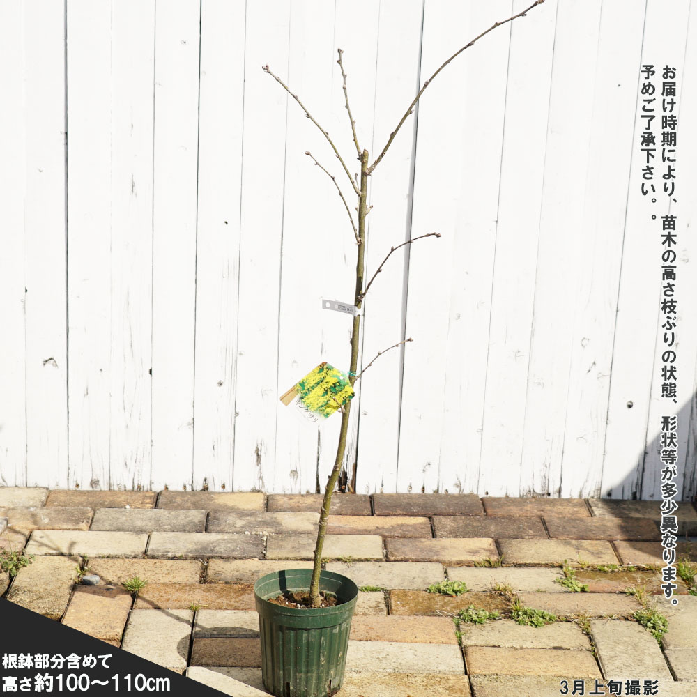 キングサリ ポット苗 : 苗木部 花ひろばオンライン - 通販 キングサリ ポット苗 : 苗木部 花ひろばオンライン - 通販
