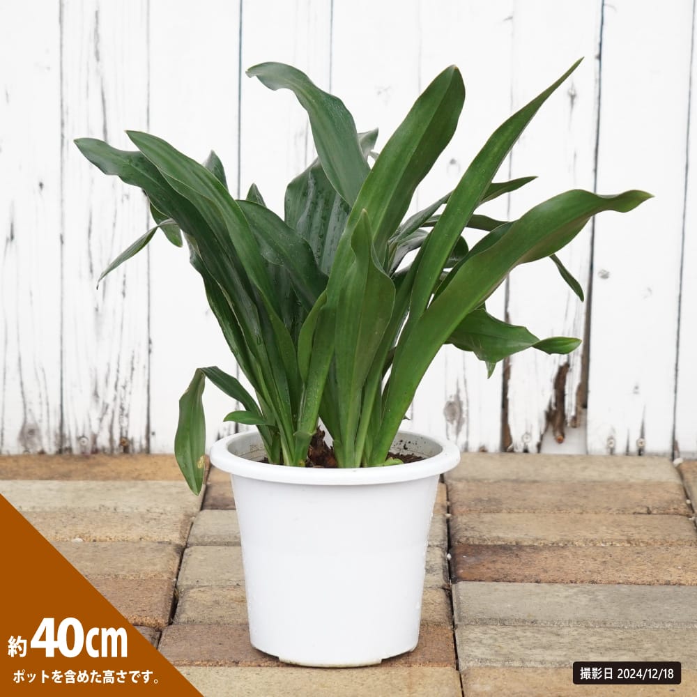 Amazon.co.jp: 万年青おもと鉢植え 縁起の良い鉢植え オモト
